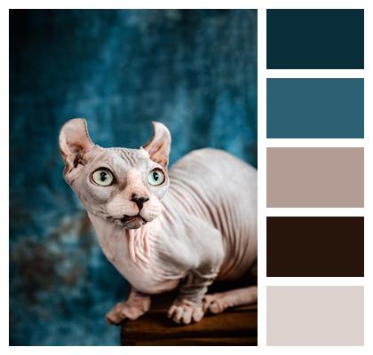 Hairless Cat Cat Animal Image